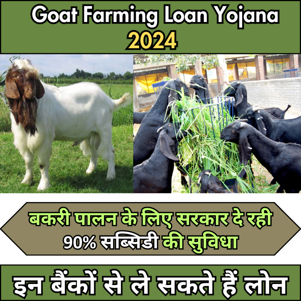 Goat Farming Subsidy Yojana 2024 : Government is providing 90% subsidy facility for goat rearing, you can take loan from these banks